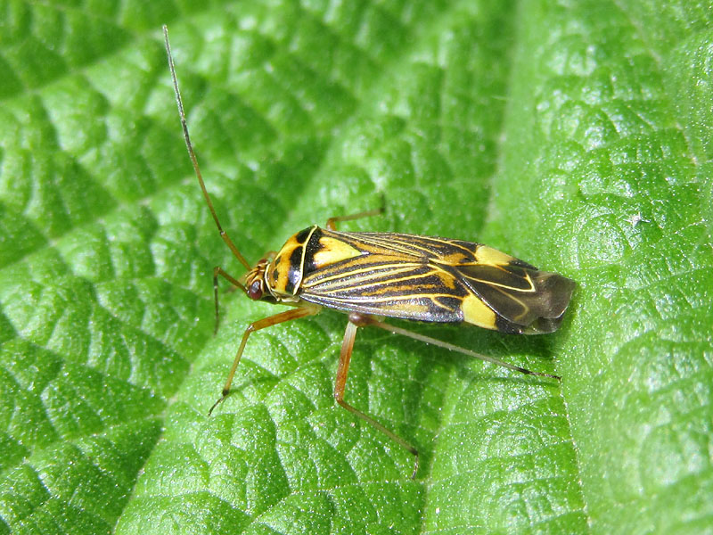 Miridae: Rhabdomiris striatellus